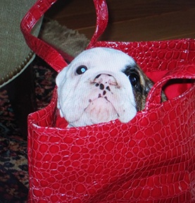Puppy in a red bag