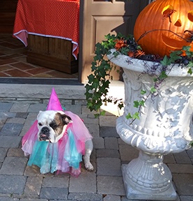 Puppy in a Halloween costume